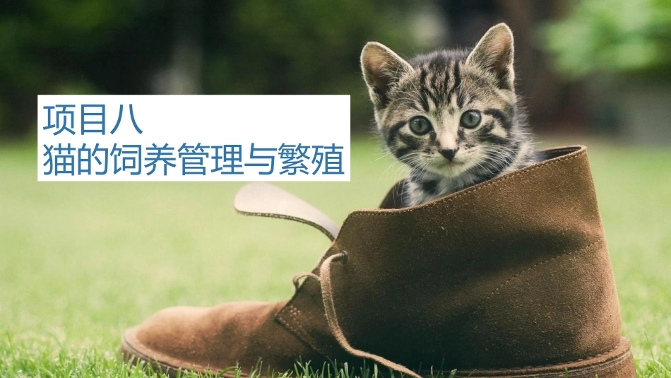 宠物饲养：猫的饲养管理与繁殖PPT教学课件.pptx_第1页