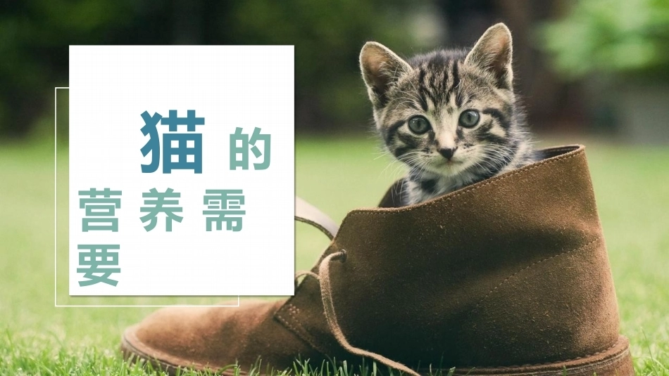 宠物饲养：猫的饲养管理与繁殖PPT教学课件.pptx_第2页