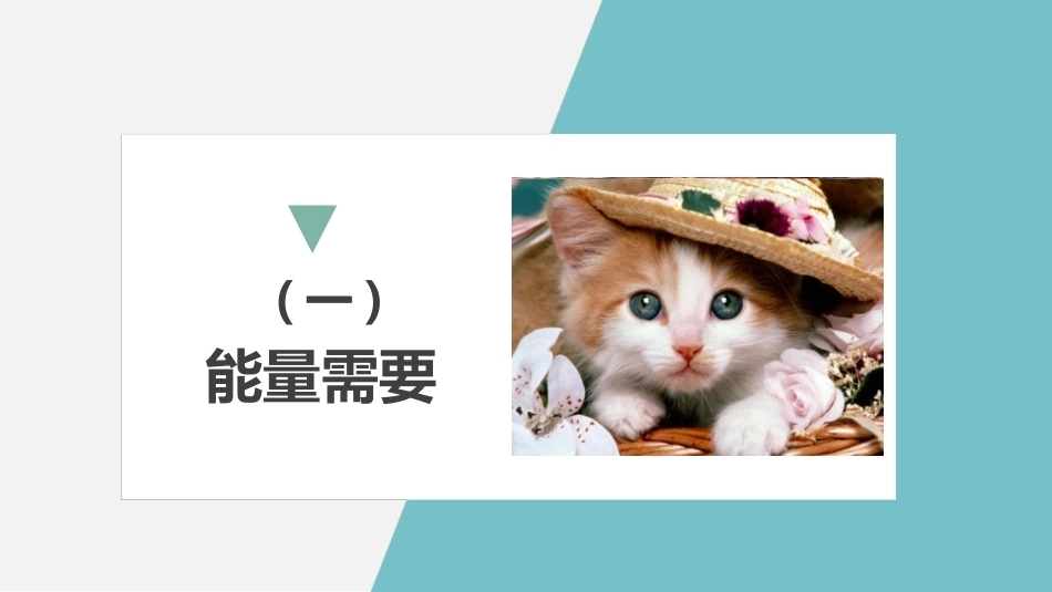 宠物饲养：猫的饲养管理与繁殖PPT教学课件.pptx_第3页