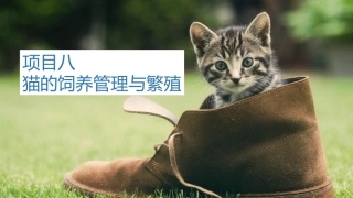 宠物饲养：猫的饲养管理与繁殖PPT教学课件.pptx