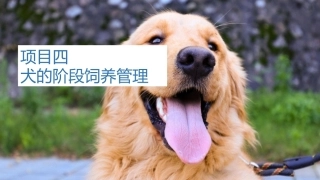 宠物饲养：犬的阶段饲养管理PPT教学课件.pptx