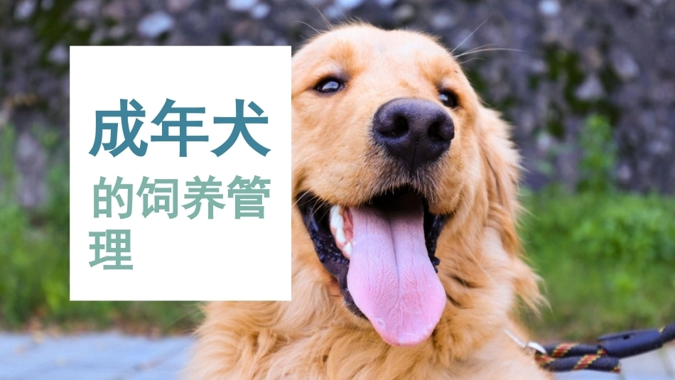 宠物饲养：犬的阶段饲养管理PPT教学课件.pptx_第2页