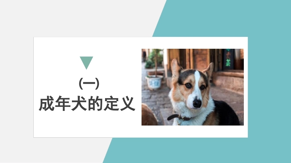 宠物饲养：犬的阶段饲养管理PPT教学课件.pptx_第3页