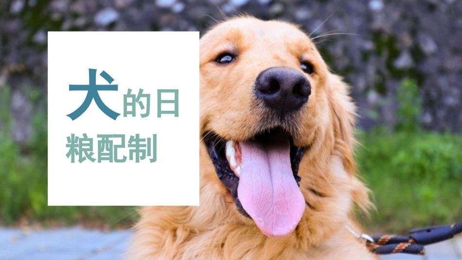 宠物饲养：犬的日常饲养管理PPT教学课件.pptx_第2页