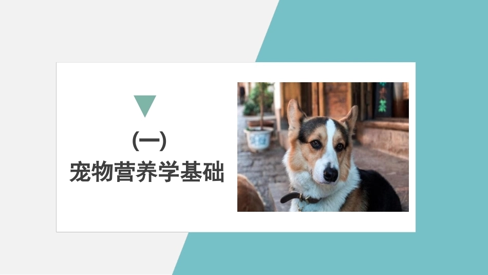 宠物饲养：犬的日常饲养管理PPT教学课件.pptx_第3页