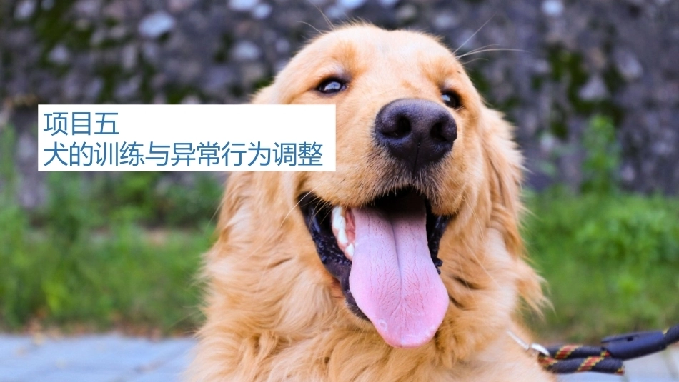 宠物饲养：犬的训练与异常行为调整PPT教学课件.pptx_第1页