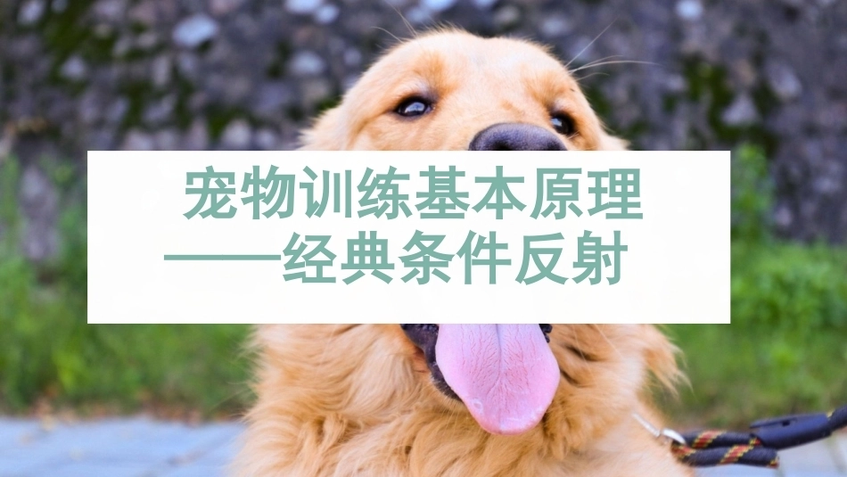 宠物饲养：犬的训练与异常行为调整PPT教学课件.pptx_第2页