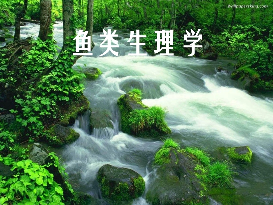 鱼类生理学完整教学课件.pptx_第2页