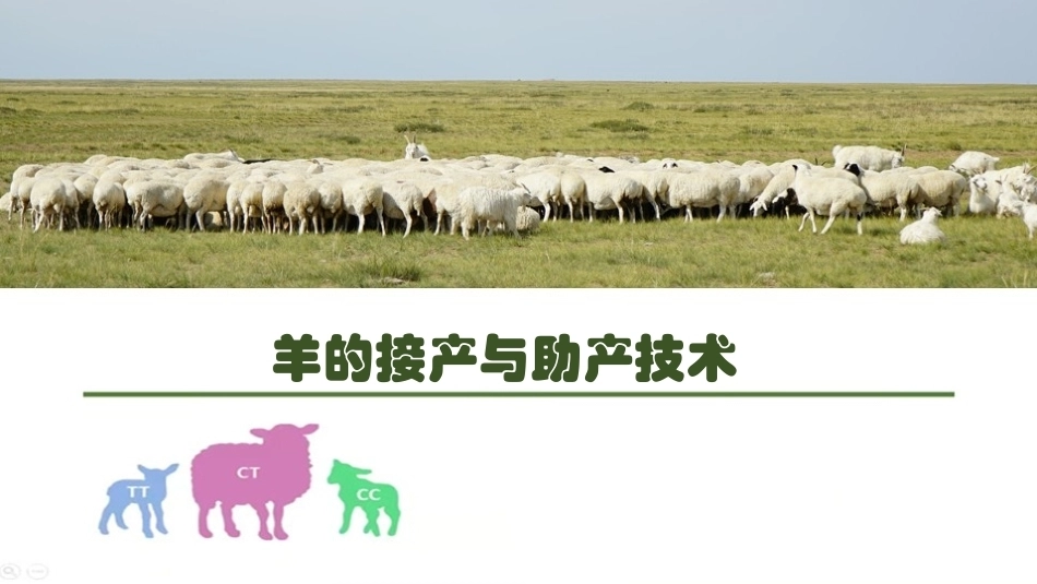 羊生产：羊的接产与助产PPT教学课件.pptx_第1页