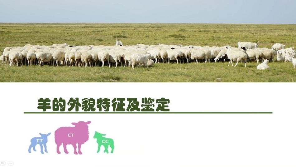 羊生产：羊的外貌特征及年龄鉴定PPT教学课件.pptx_第1页