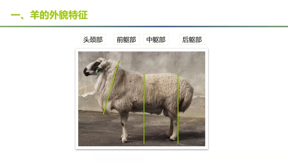 羊生产：羊的外貌特征及年龄鉴定PPT教学课件.pptx_第2页