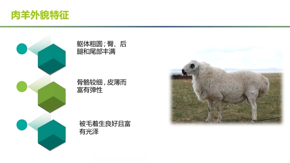 羊生产：羊的外貌特征及年龄鉴定PPT教学课件.pptx_第3页