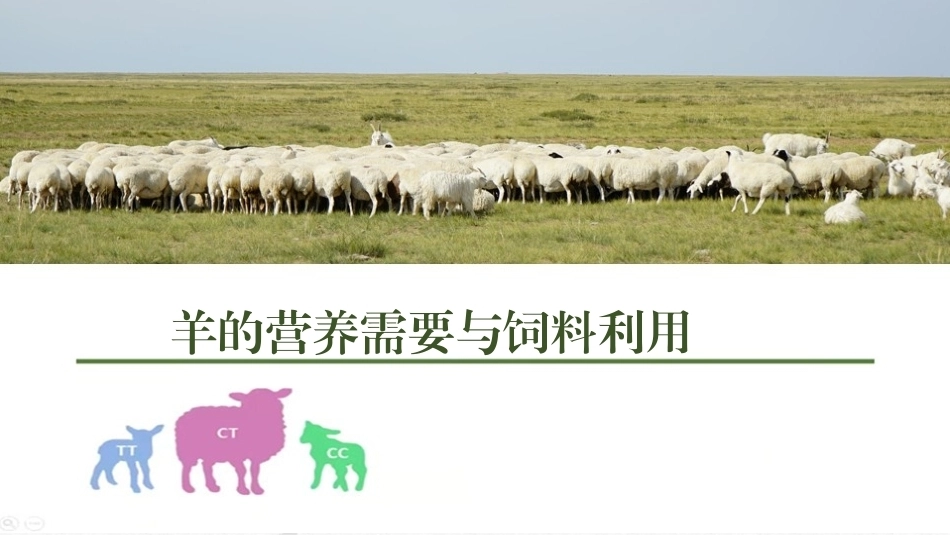 羊生产：羊的营养需要与饲料利用PPT教学课件.pptx_第1页