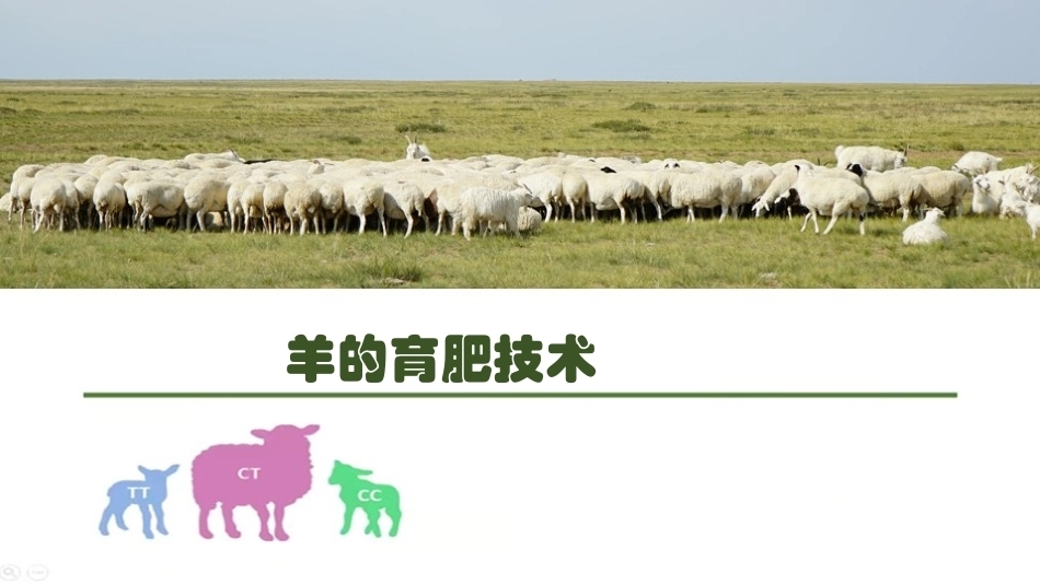 羊生产：羊的育肥技术PPT教学课件.pptx_第1页