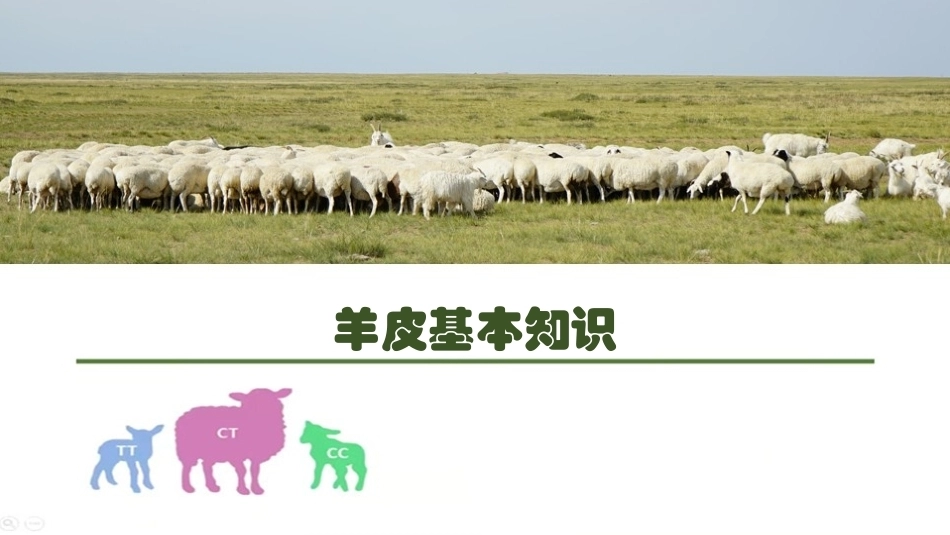 羊生产：羊皮PPT教学课件.pptx_第1页