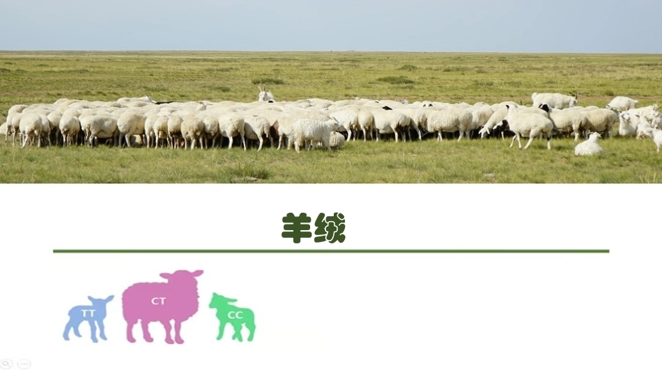 羊生产：羊绒PPT教学课件.pptx_第1页