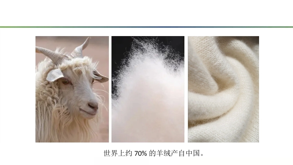 羊生产：羊绒PPT教学课件.pptx_第3页