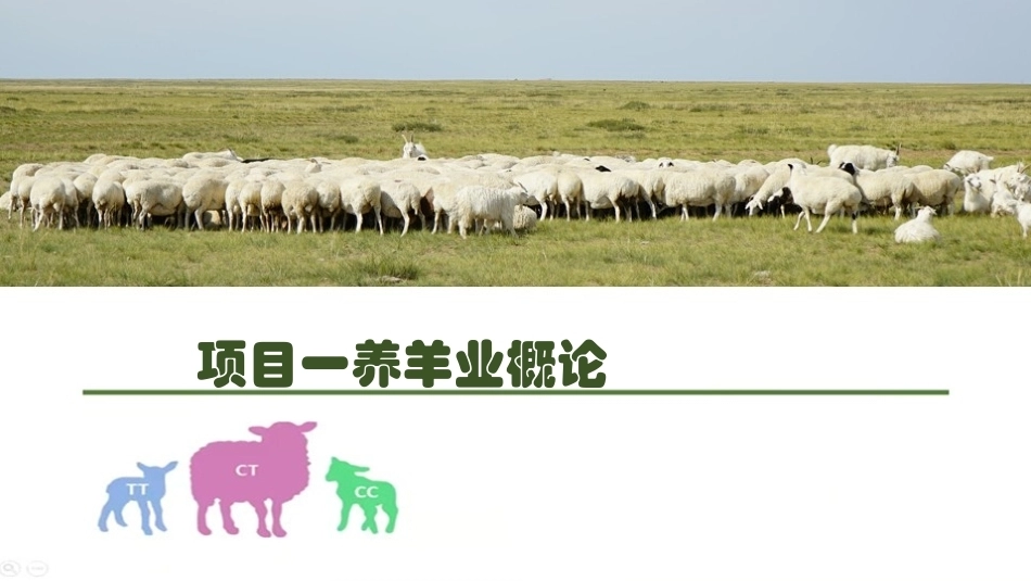 羊生产：养羊业概论PPT教学课件.pptx_第1页