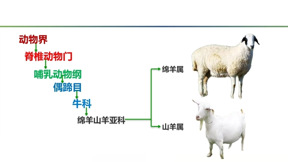 羊生产：养羊业概论PPT教学课件.pptx_第2页