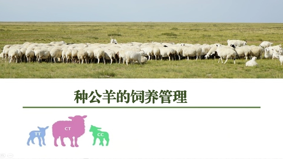 羊生产：种公羊的饲养管理PPT教学课件.pptx_第1页